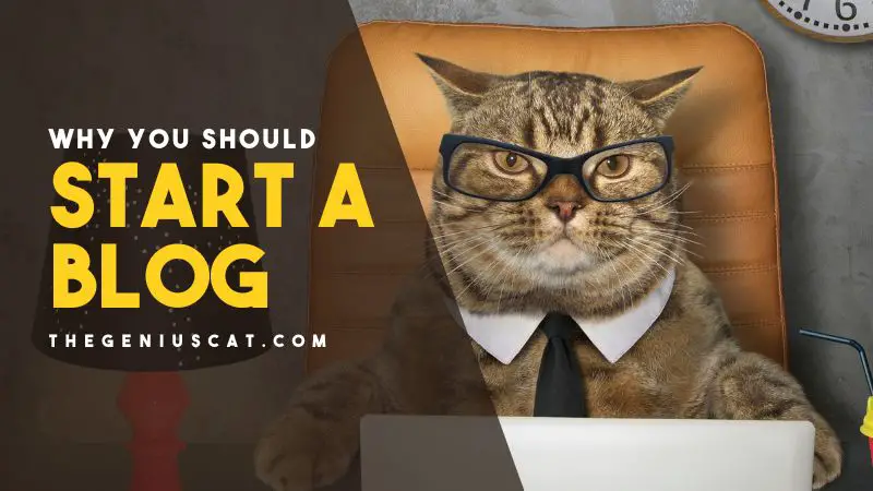 28 Purrfect Reasons Why You Should Start A Blog (And 5 Reasons Why You ...